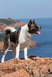 AKITA AMERICAIN 161